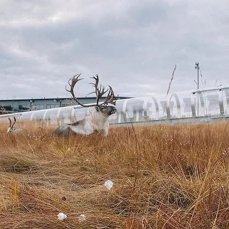 ヴィラ Sensu - Sky Igloos