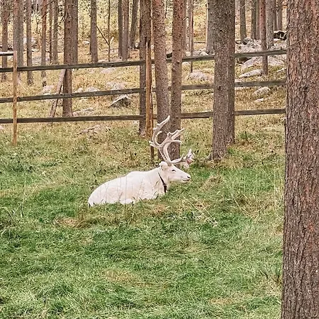 Sensu - Sky Igloos ヴィラ レヴィ